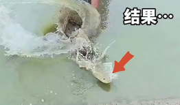 抓鱼视频,揭秘海洋生态的奇妙世界